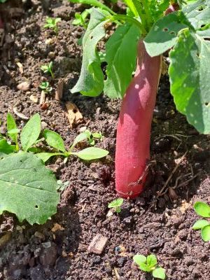 Long thing radish