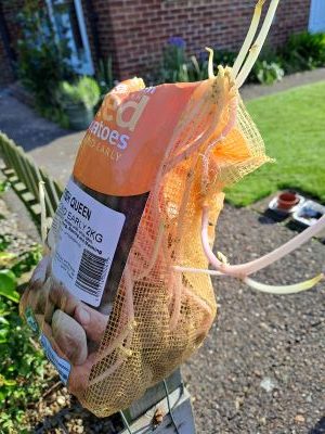 Bag of seed potatoes with long shoots coming out of the holes